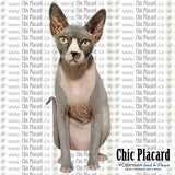 Chat sphynx - T-shirt femme G/L