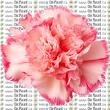 Collection de fleurs - HTV imprimé (à l'unité - petits)