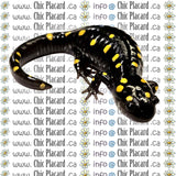 Salamandre maculée - HTV imprimé