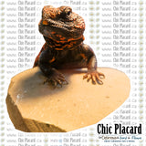 Collection animaux - T-shirt imprimé sur demande