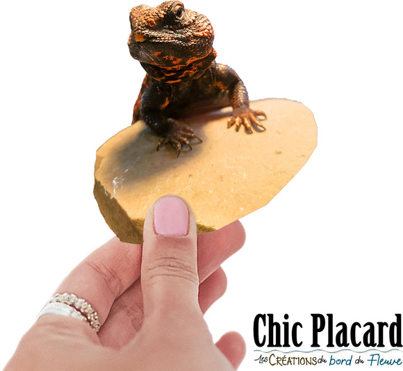 Lézard uromastyx Newton- autocollant en vinyl