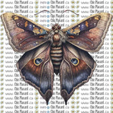 Collection de papillons - HTV imprimé (à l'unité, grands)