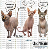 Chats sphynx - T-shirt femme G/L