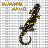 Salamandre maculée - HTV imprimé