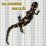Salamandre maculée - HTV imprimé