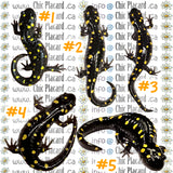 Salamandre maculée - HTV imprimé