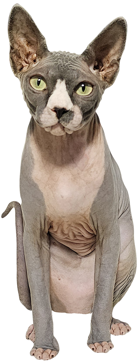 Chat Sphynx - Coco- autocollant en vinyl