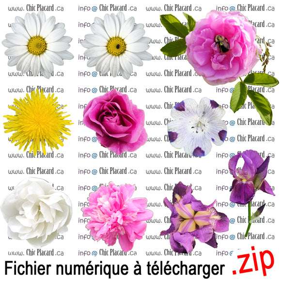 Fichier d'image numérique : Fleurs #1