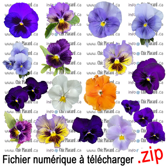 Fichier d'image numérique : Fleurs - les pensées