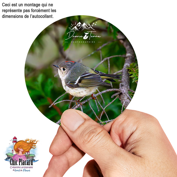 Autocollant - Drone Terra #039 Roitelet à couronne rubis