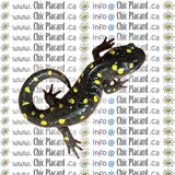 Salamandre maculée - HTV imprimé