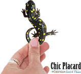 Salamandre maculée - autocollant en vinyl