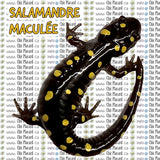 Salamandre maculée - HTV imprimé