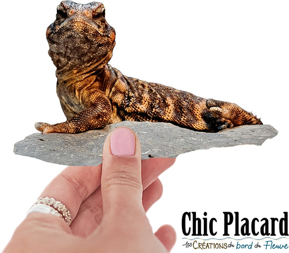 Lézard uromastyx Winnicott- autocollant en vinyl
